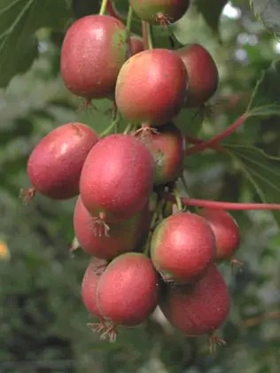 Missionary mini kiwi csemete
